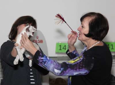 Выставка кошек 'Осенний Кэт-Салон' 30 ноября-1 декабря 2013., монопородные шоу 4154